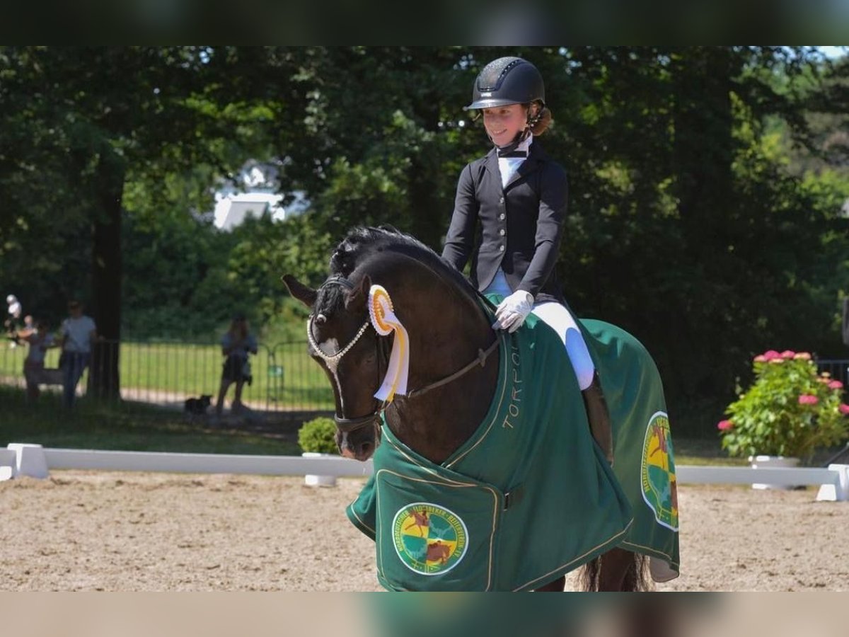 German Riding Pony Stallion 17 years 14,1 hh Smoky-Black in Ahrensburg