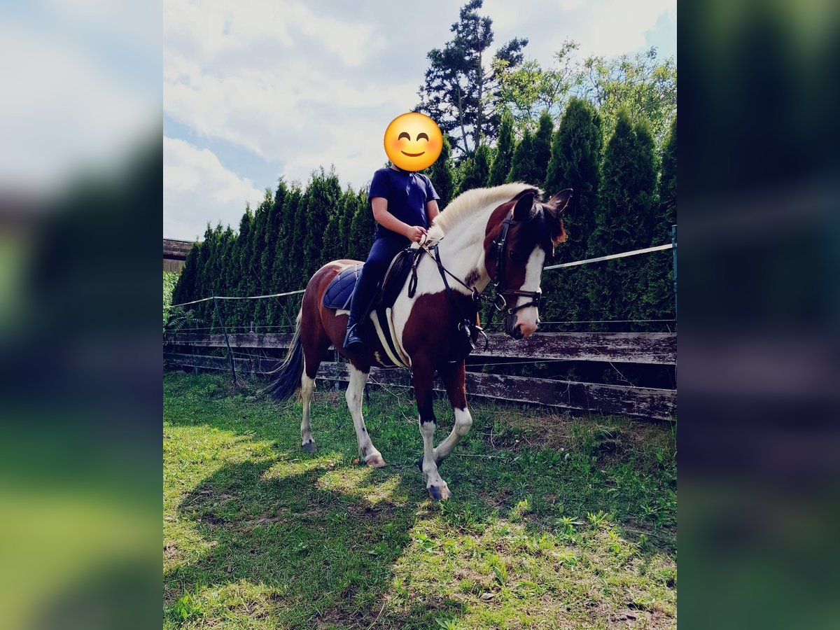 German Riding Pony Stallion 18 years 13,2 hh Pinto in Aken