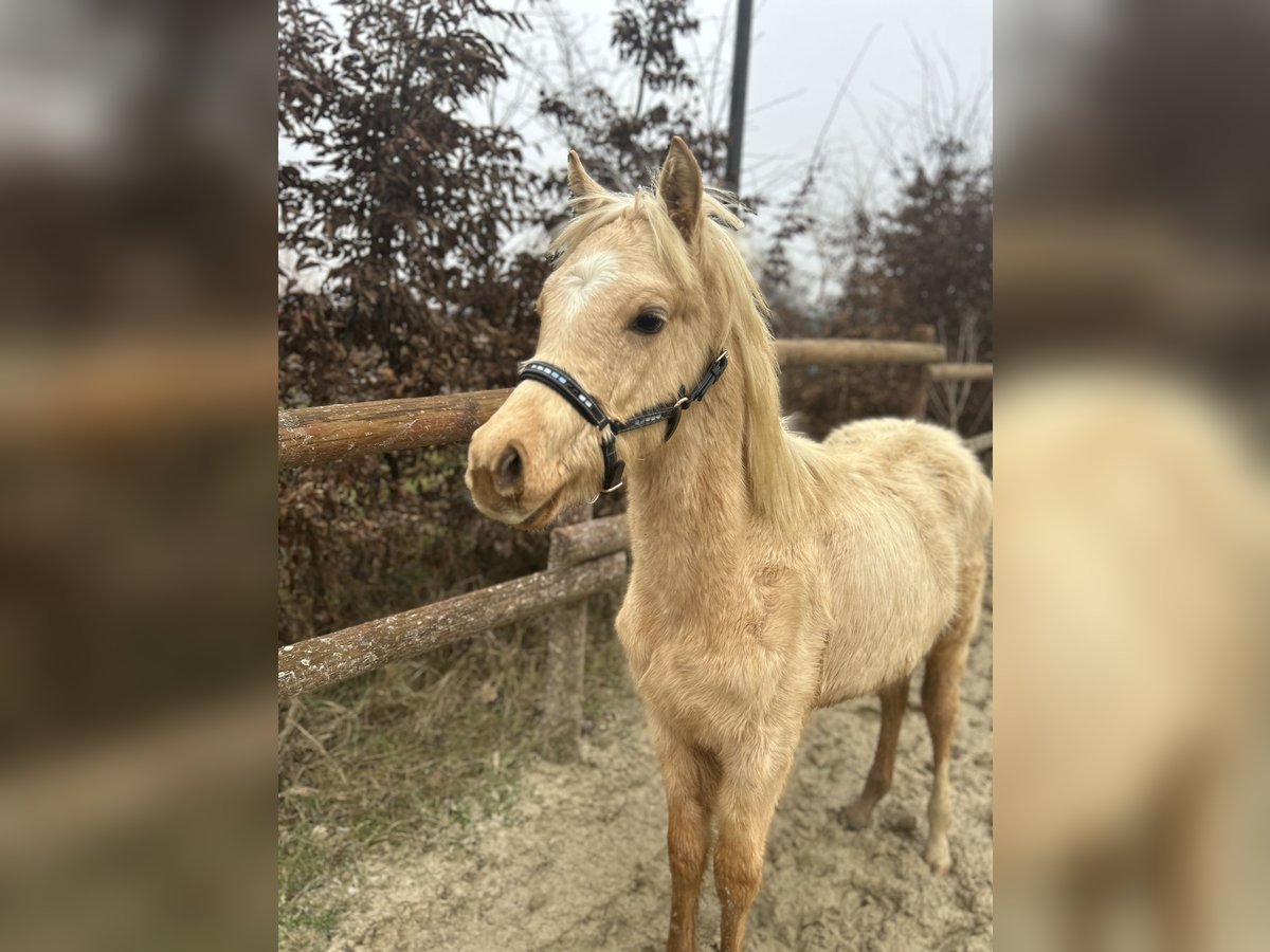 German Riding Pony Stallion 1 year 11,2 hh Palomino in Wolfenbüttel