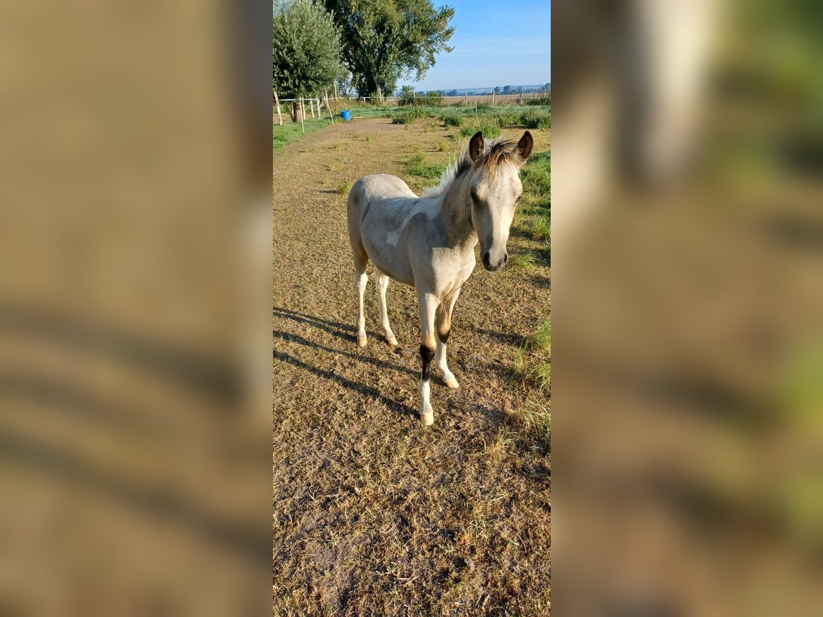 German Riding Pony Stallion 1 year 13,1 hh Tobiano-all-colors in Kleinasleben