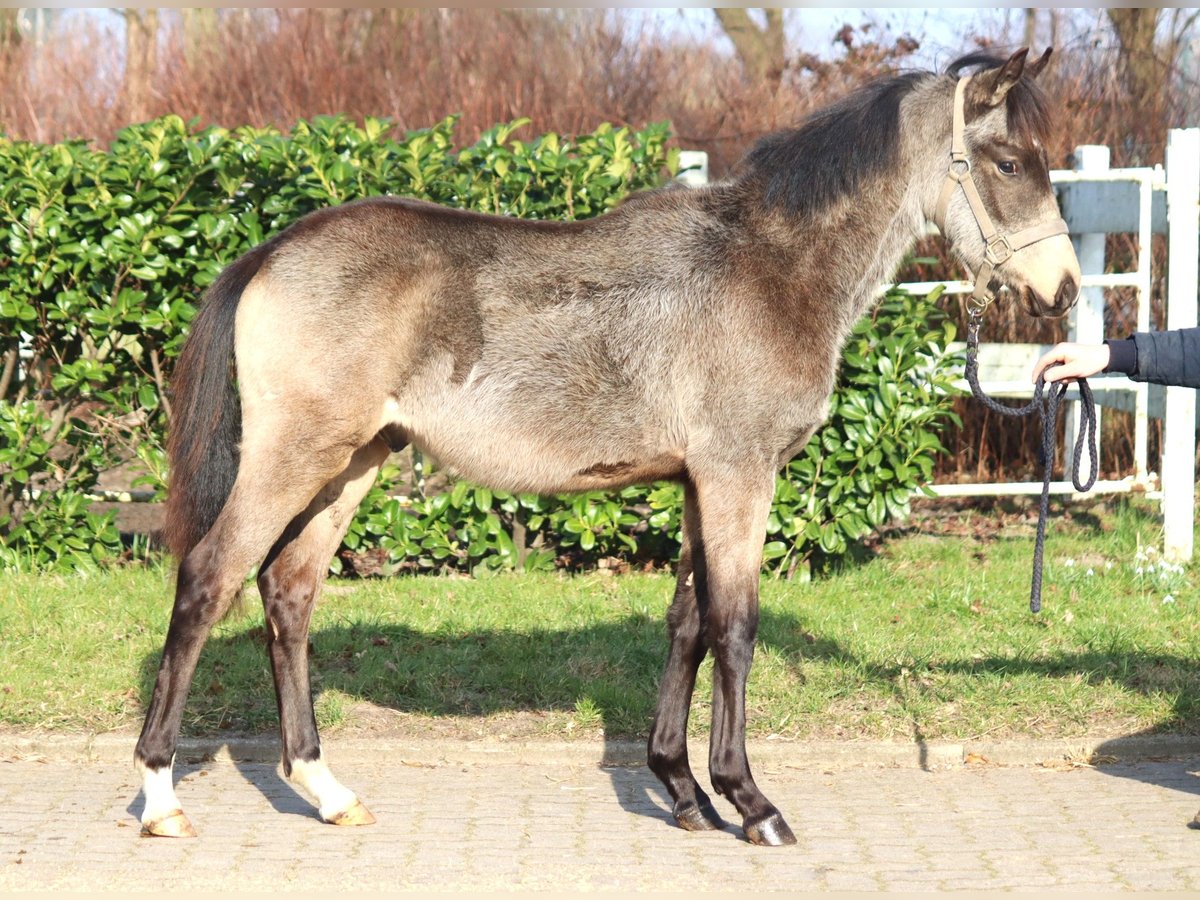 German Riding Pony Stallion 1 year 14,2 hh Buckskin in Selsingen