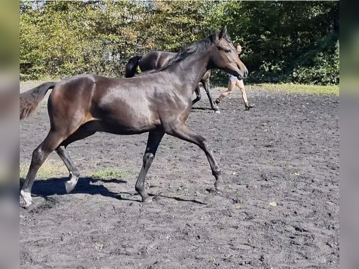 German Riding Pony Stallion 1 year 14,2 hh Smoky-Black in Billigheim-Ingenheim