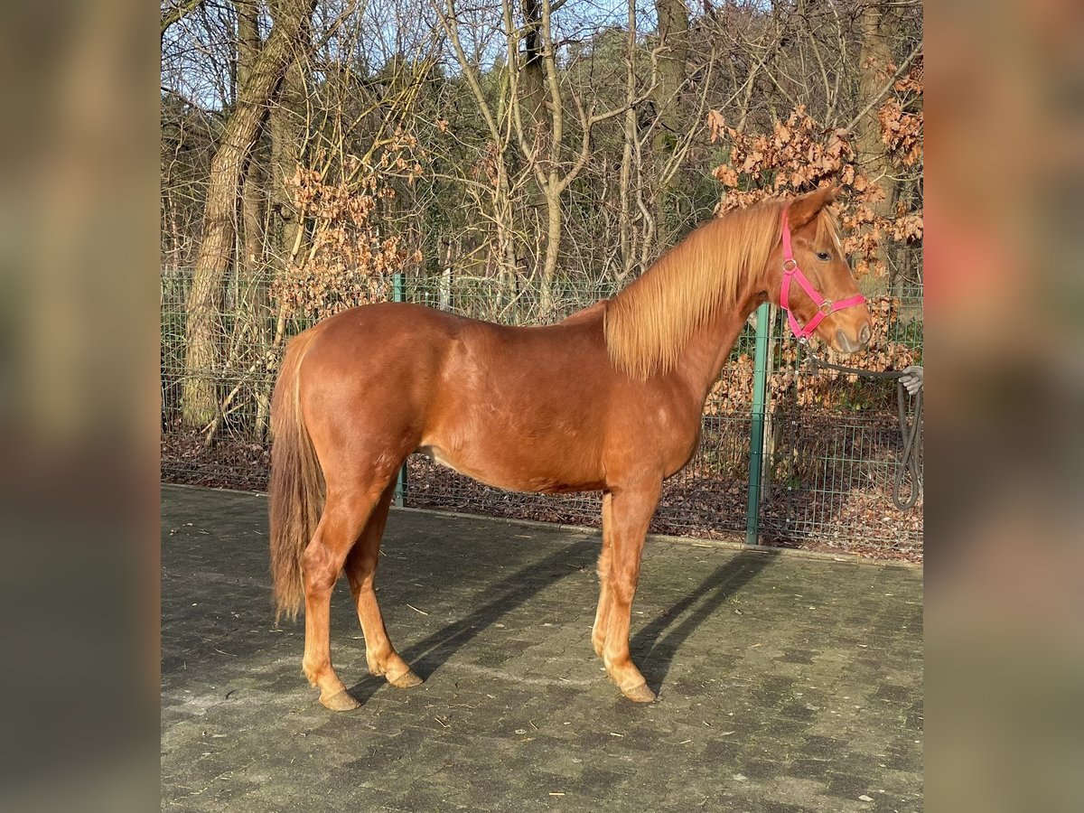 German Riding Pony Stallion 1 year 14 hh Chestnut-Red in Verl