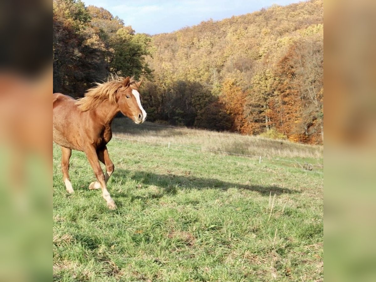 German Riding Pony Stallion 1 year 14,1 hh Chestnut-Red in Wehretal