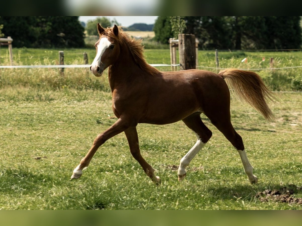 German Riding Pony Stallion 1 year 14,1 hh Chestnut-Red in Kleve