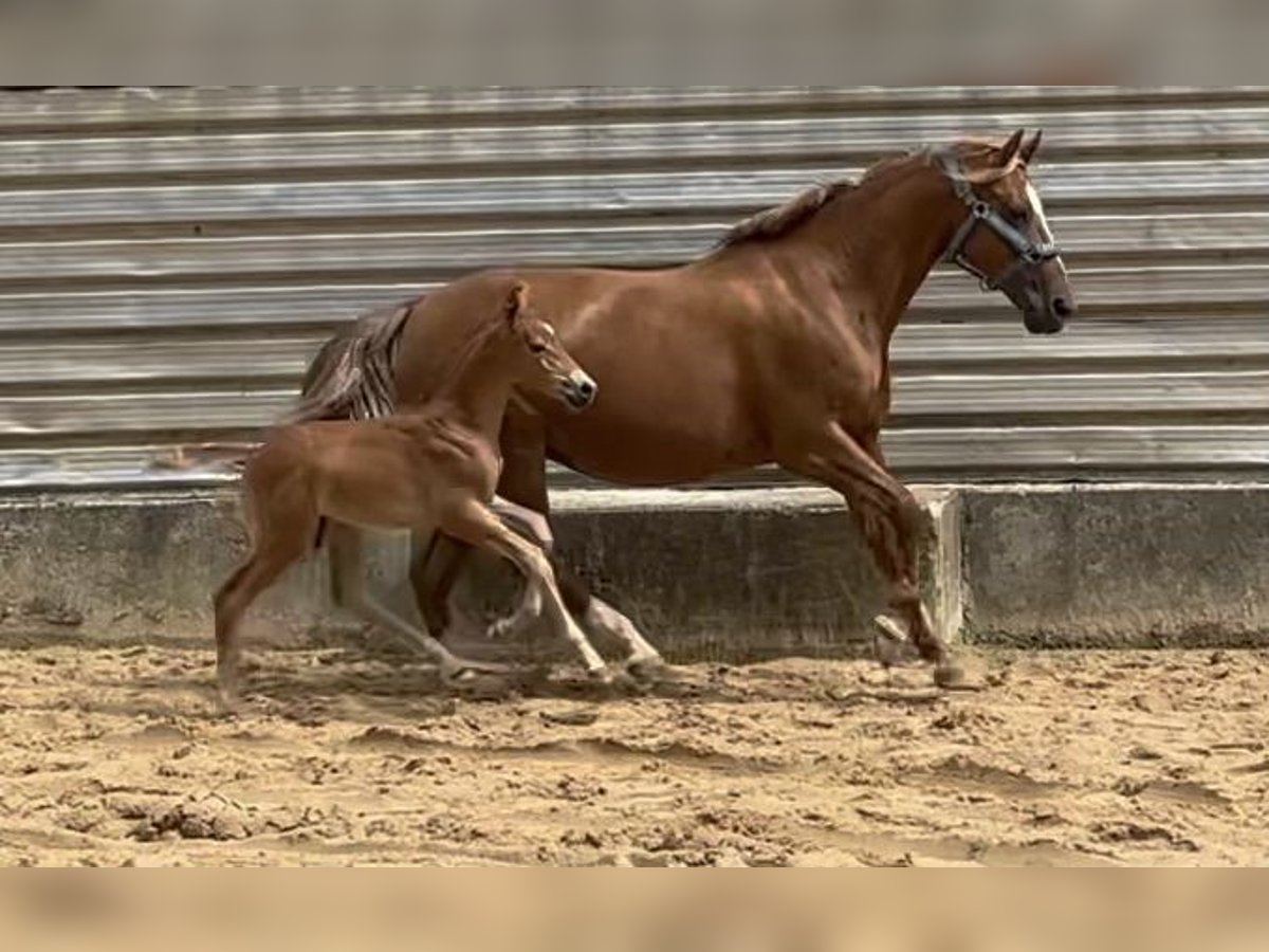 German Riding Pony Stallion 1 year 15,2 hh Chestnut-Red in Wehringen