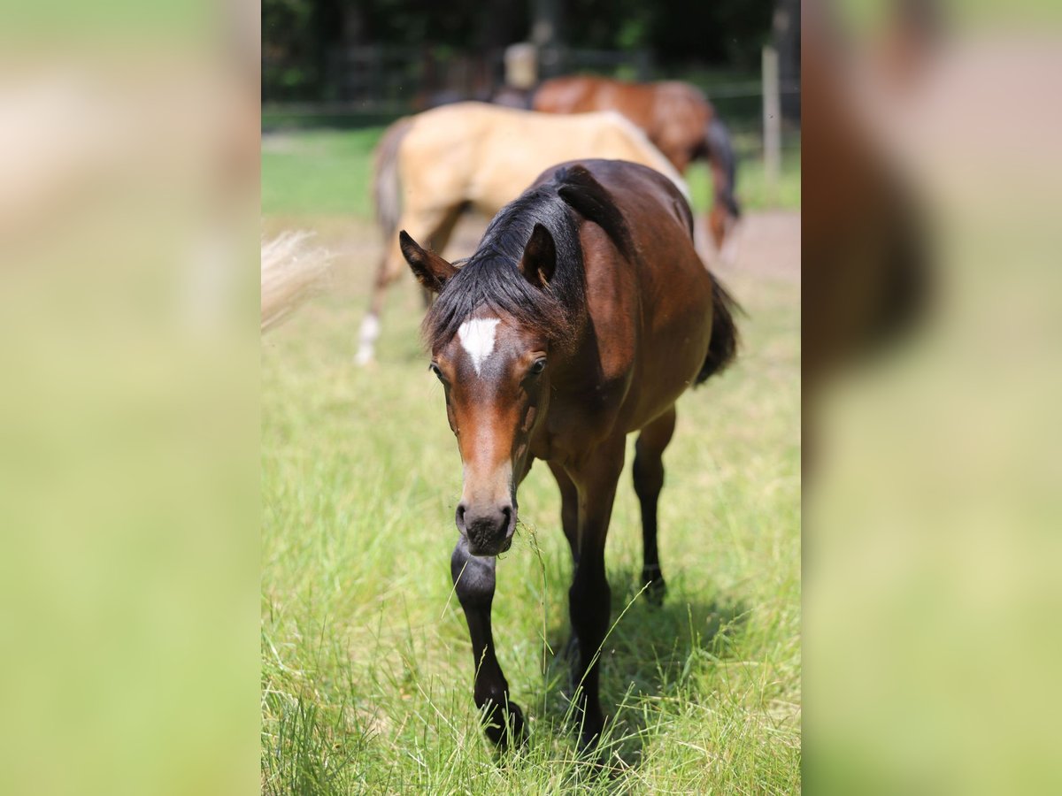 German Riding Pony Stallion 1 year Bay-Dark in Neuenkirchen-V&#xF6;rden