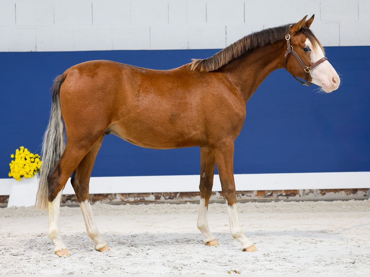 German Riding Pony Stallion 1 year Brown in Marsberg