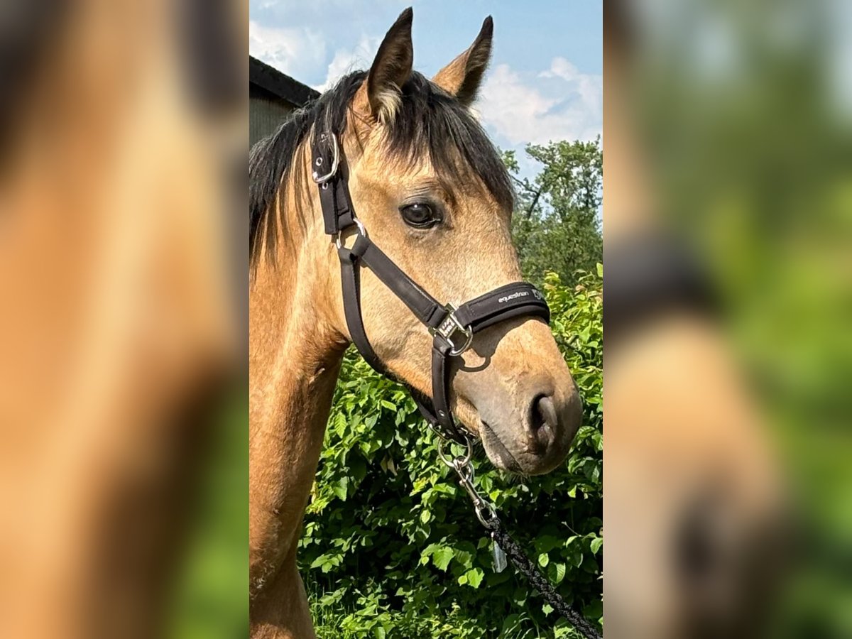 German Riding Pony Stallion 1 year Buckskin in Osten