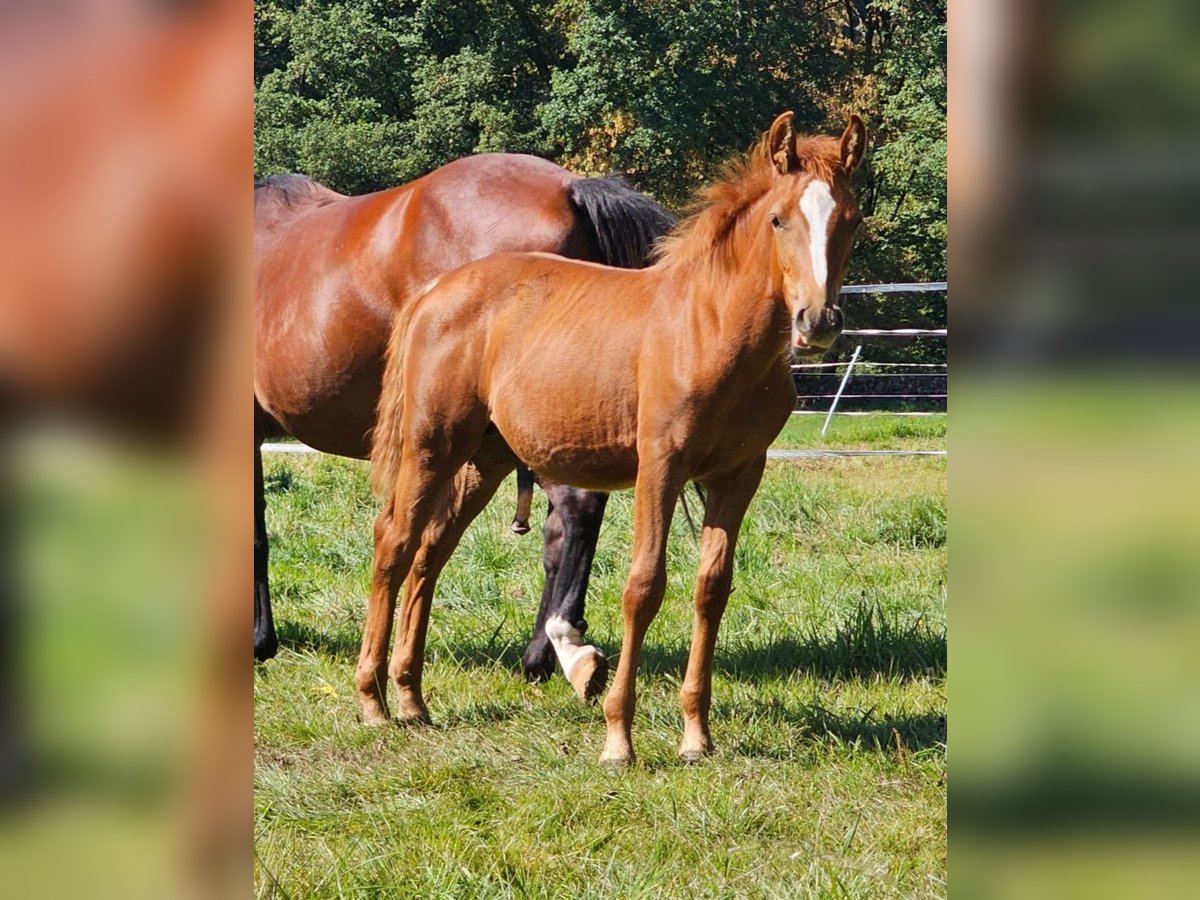 German Riding Pony Stallion 1 year Chestnut-Red in Reichelsheim