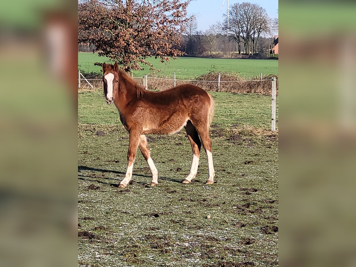 German Riding Pony Stallion 1 year Chestnut-Red in Spelle