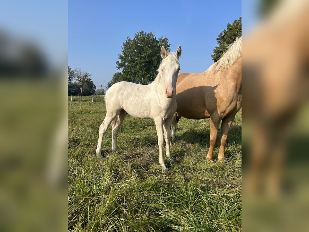 German Riding Pony Stallion 1 year Cremello in Düsedau