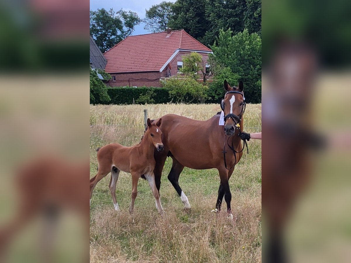 German Riding Pony Stallion 1 year in Spelle