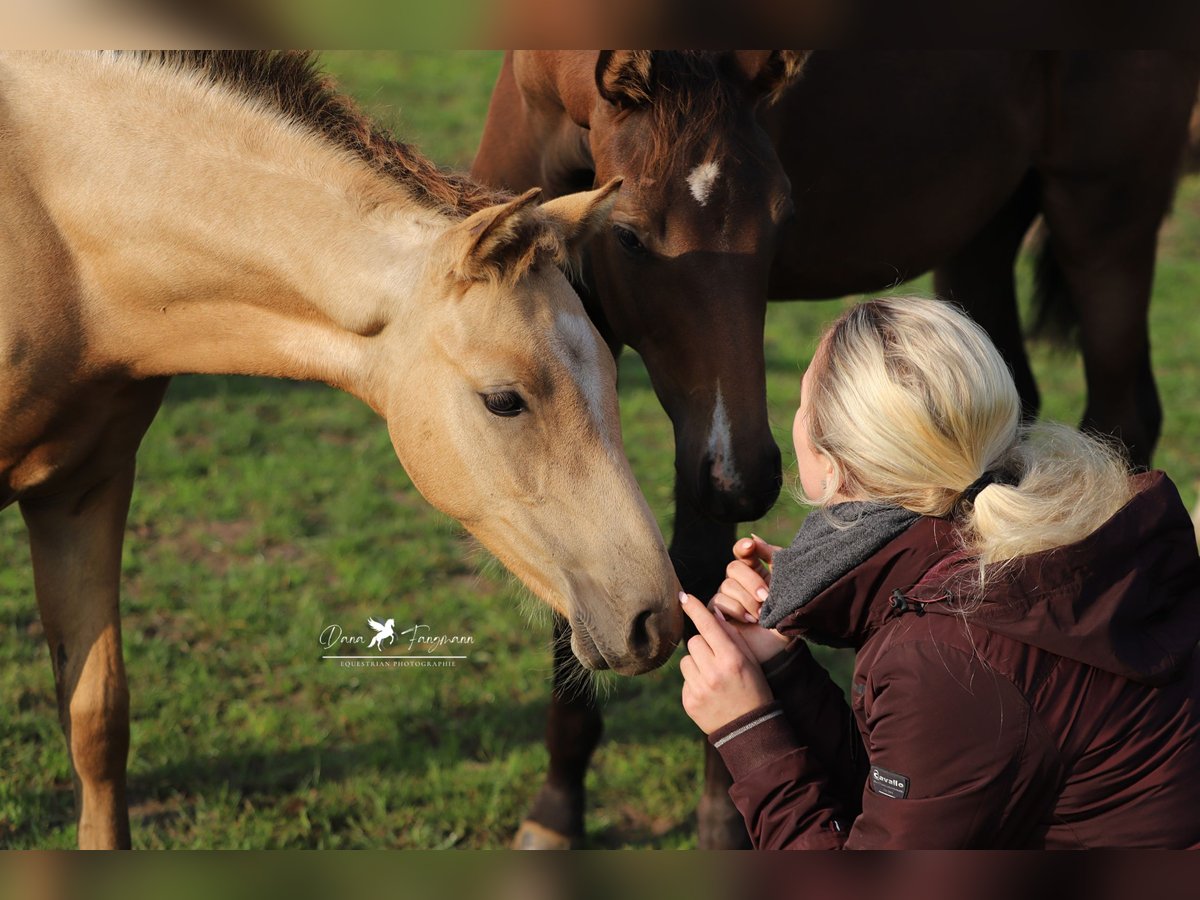 German Riding Pony Stallion 1 year Dun in Neuenkirchen-V&#xF6;rden
