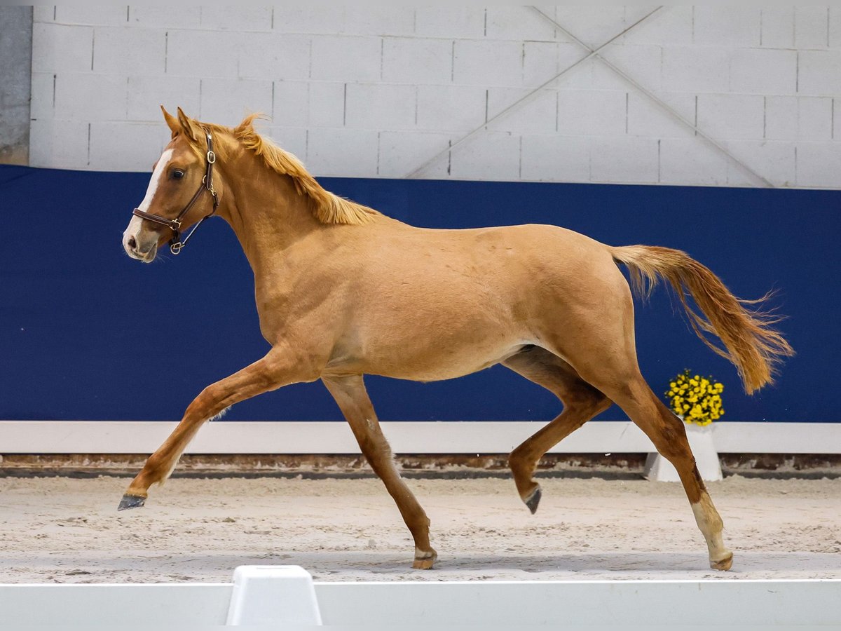 German Riding Pony Stallion 1 year Dun in Marsberg