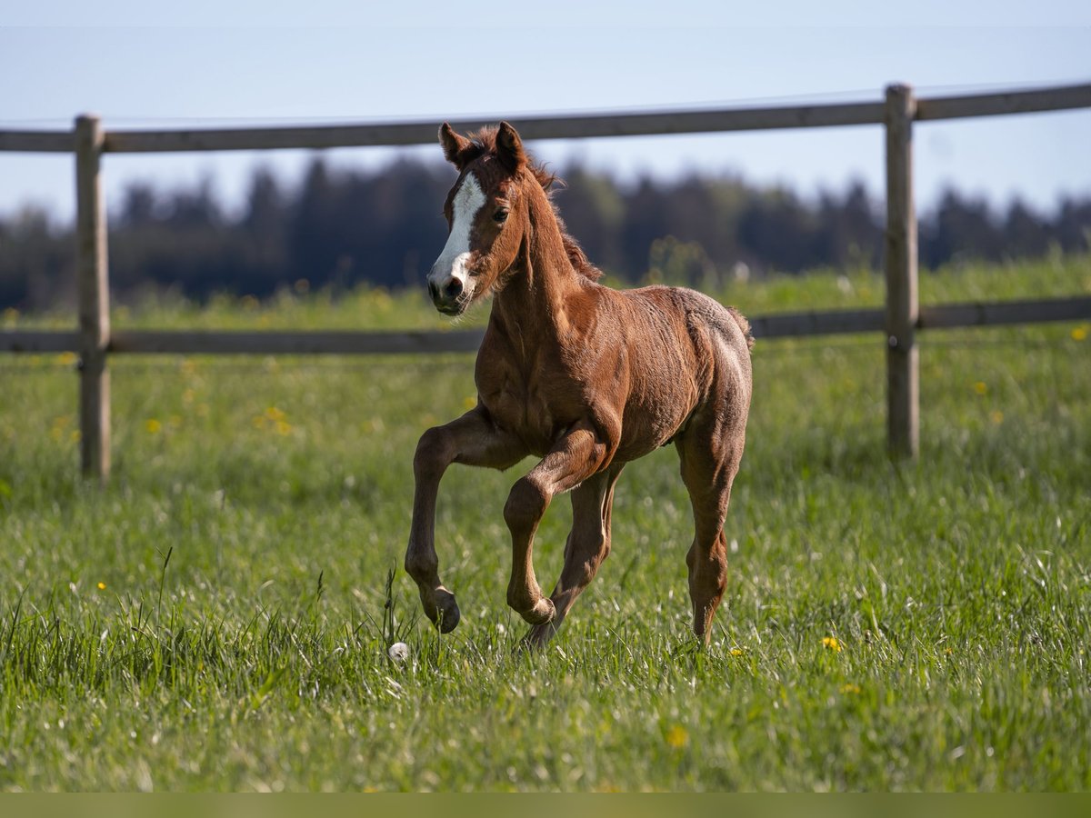 German Riding Pony Stallion 1 year Gray-Red-Tan in Nusplingen