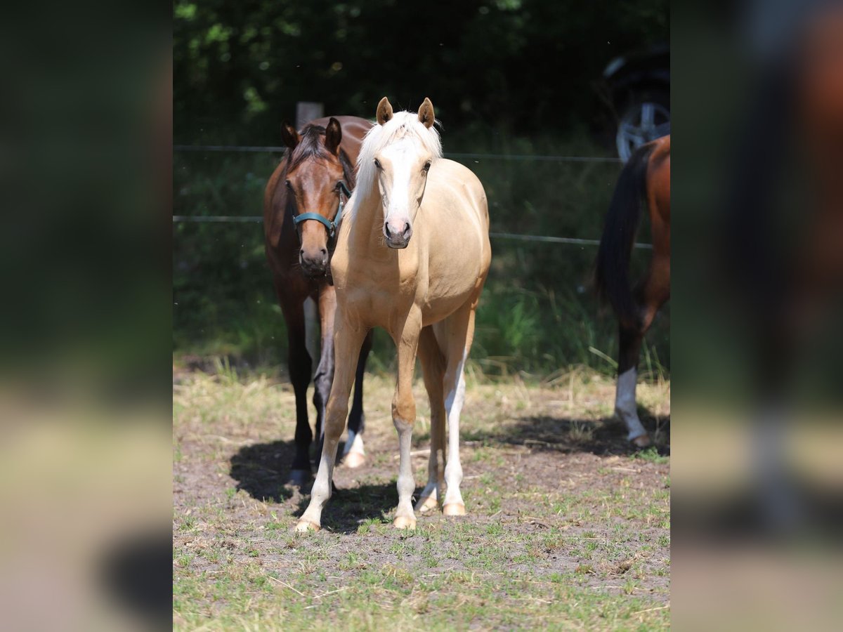 German Riding Pony Stallion 1 year Palomino in Neuenkirchen-V&#xF6;rden