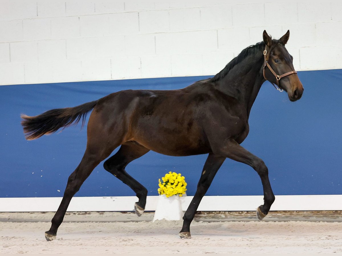 German Riding Pony Stallion 1 year Smoky-Black in Marsberg