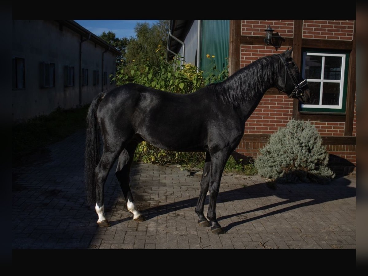 German Riding Pony Stallion 20 years 14,3 hh Smoky-Black in Wildeshausen