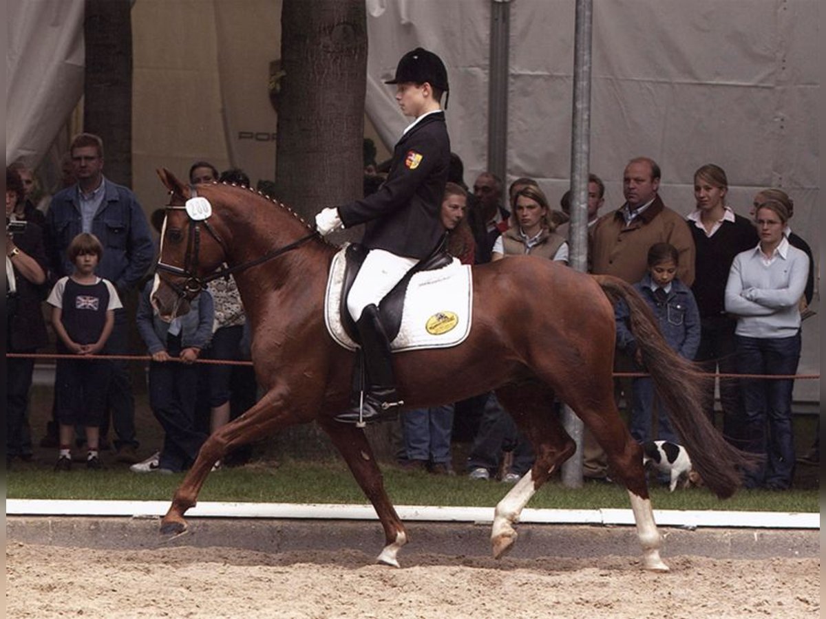 German Riding Pony Stallion 27 years 14,1 hh Chestnut in Bad Mitterndorf