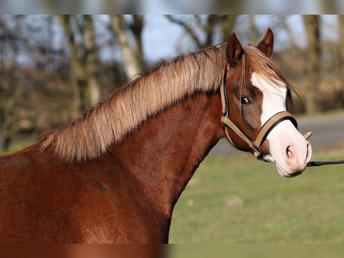 German Riding Pony Stallion 2 years 13,2 hh Chestnut-Red in Rehburg-Loccum M&#xFC;nchehagen