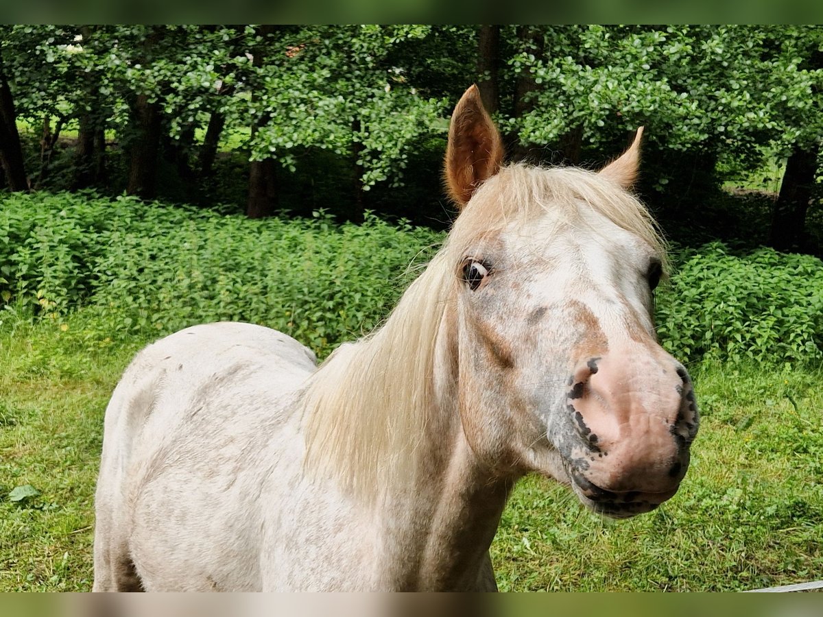 German Riding Pony Mix Stallion 2 years 13,2 hh Leopard-Piebald in Freden (Leine)