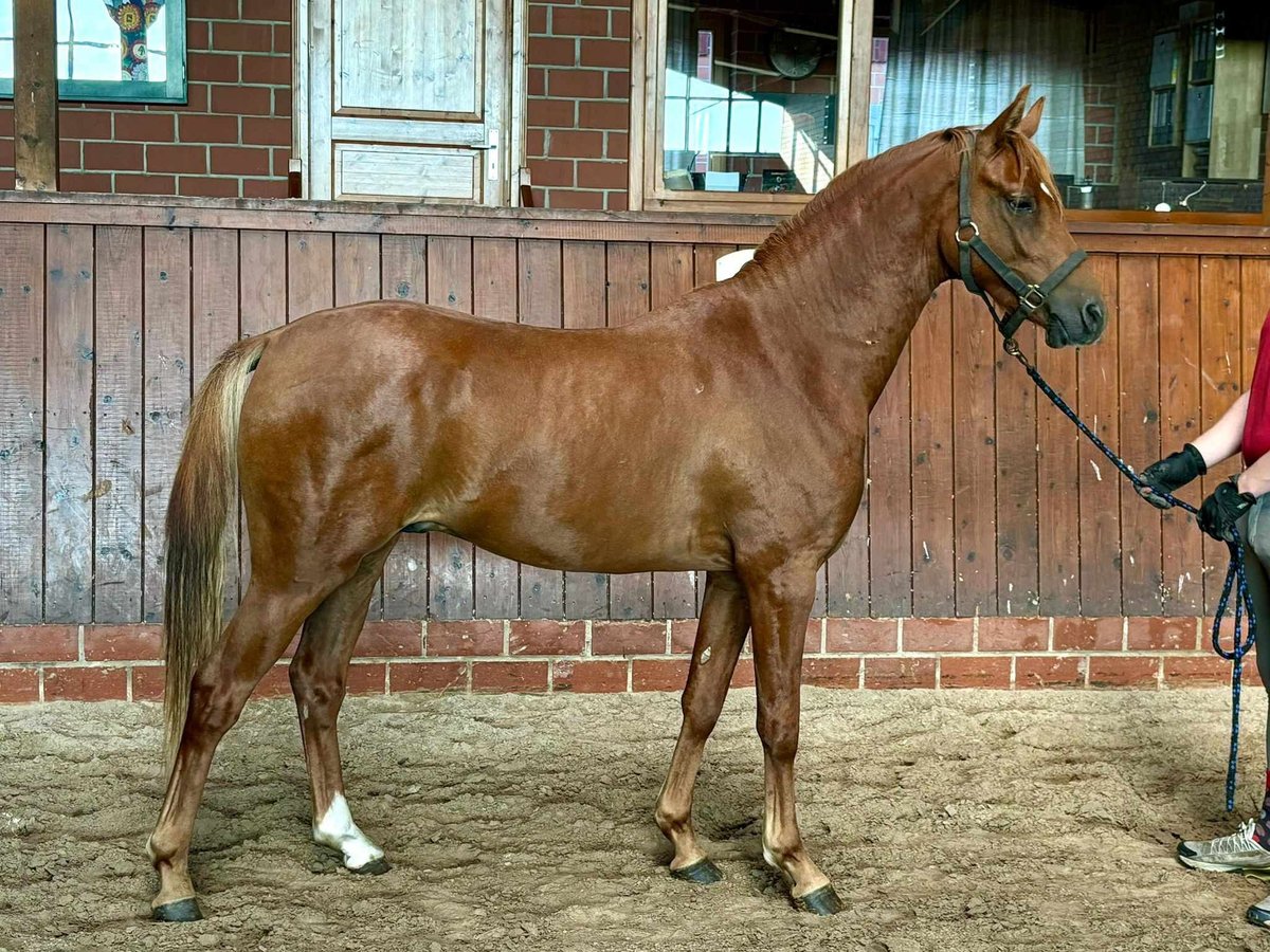 German Riding Pony Stallion 2 years 13,3 hh Chestnut-Red in Hilgenroth