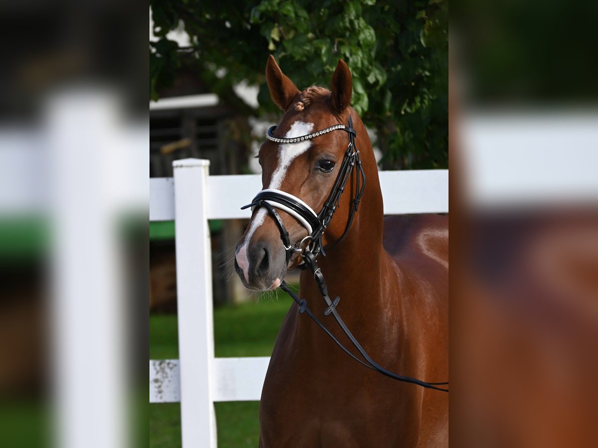 German Riding Pony Stallion 2 years 13,3 hh Chestnut-Red in Gomadingen