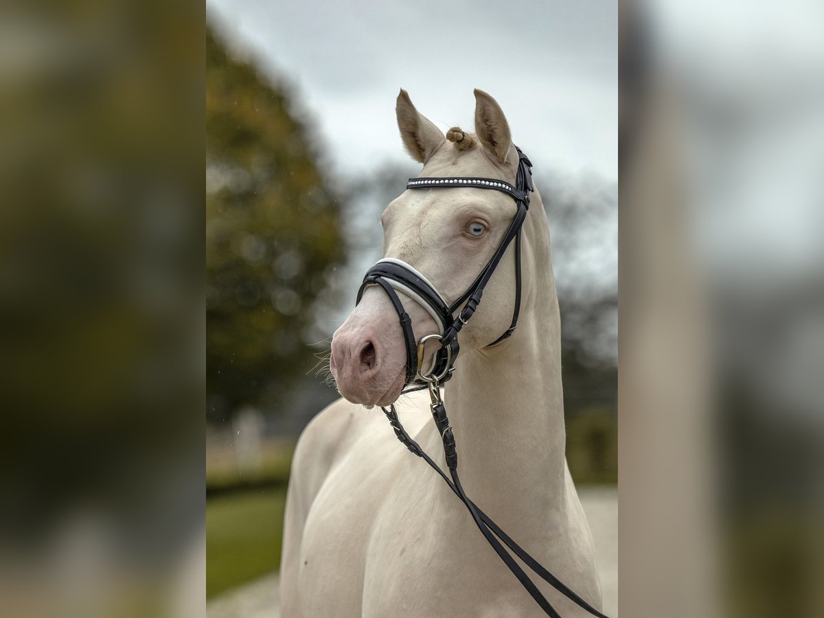 German Riding Pony Stallion 2 years 13,3 hh Perlino in Gomadingen