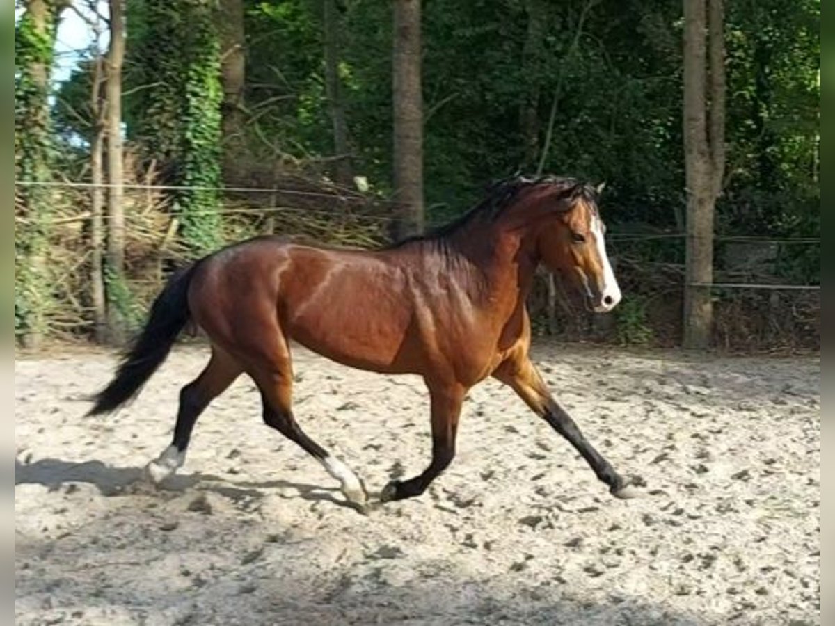 German Riding Pony Stallion 2 years 13,2 hh Brown in Esens