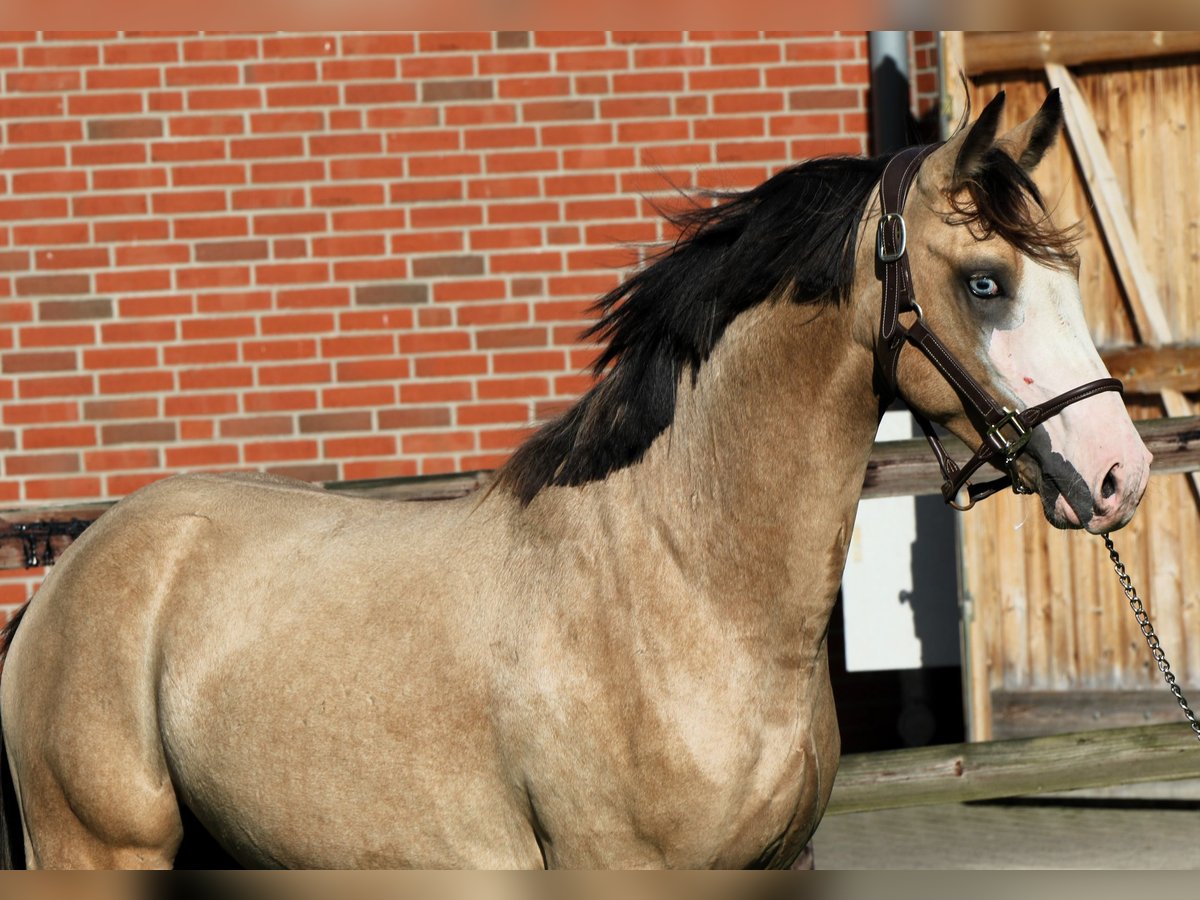 German Riding Pony Stallion 2 years 14,1 hh Buckskin in Rehburg-Loccum Münchehagen