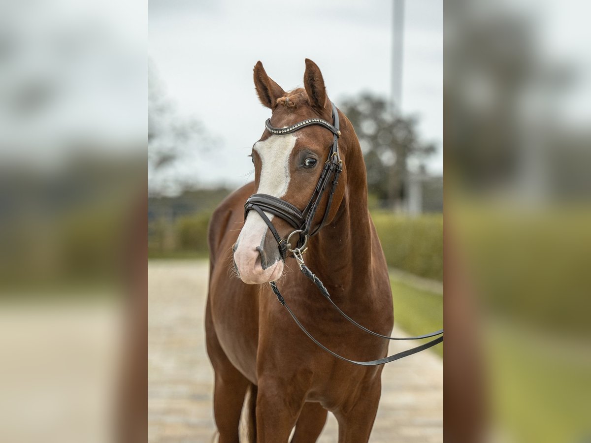 German Riding Pony Stallion 2 years 14,1 hh Chestnut-Red in Gomadingen