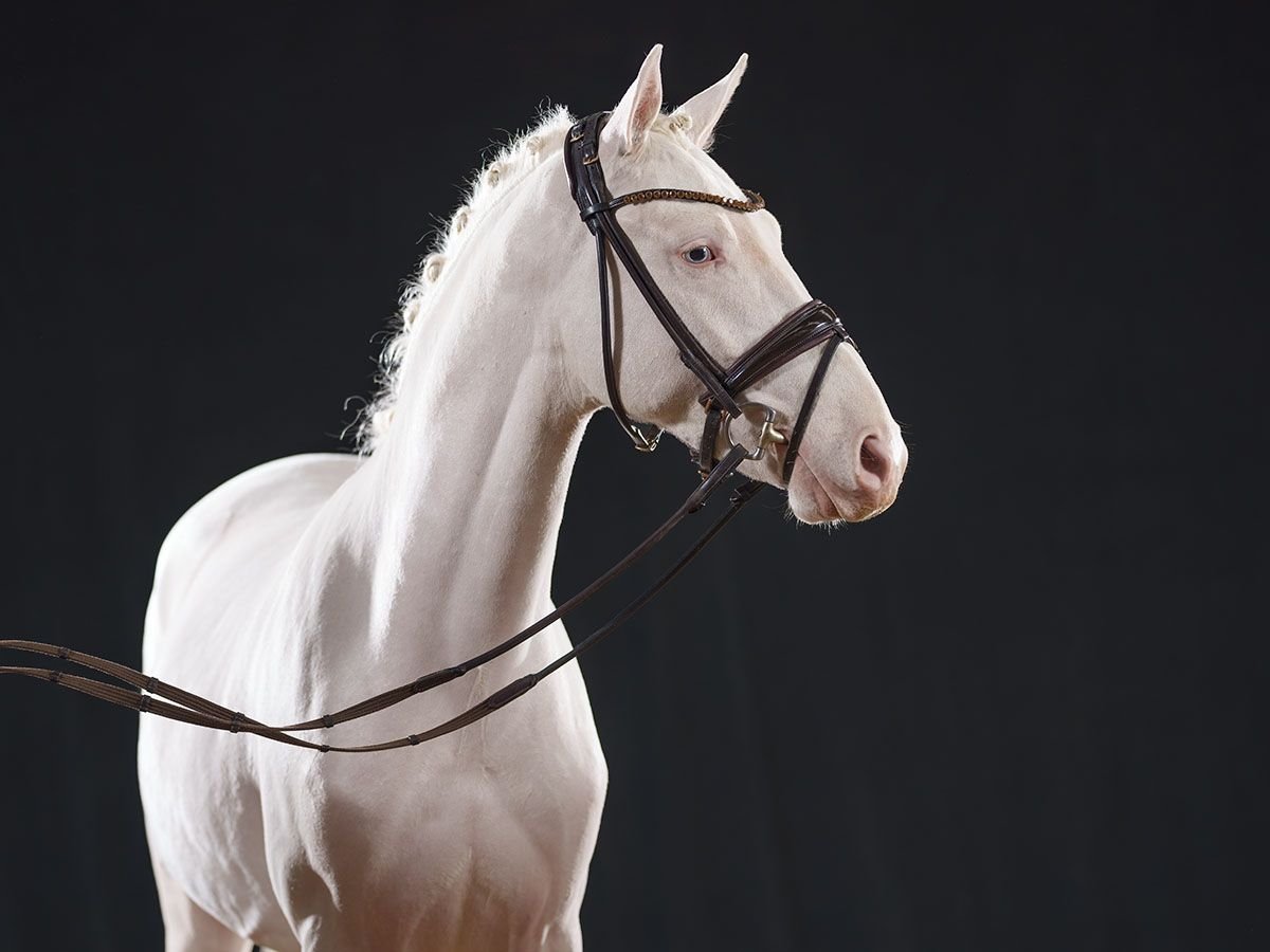 German Riding Pony Stallion 2 years 14,1 hh Cremello in Bedburg