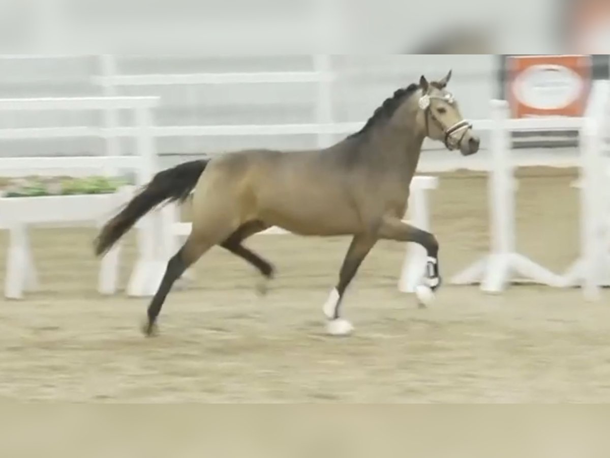 German Riding Pony Stallion 2 years 14,1 hh Dun in Paderborn