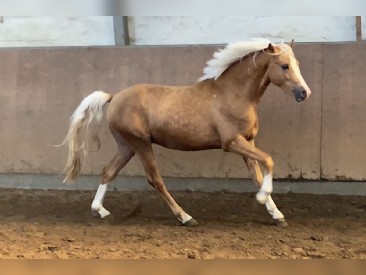 German Riding Pony Stallion 2 years 14,1 hh Palomino in Achim