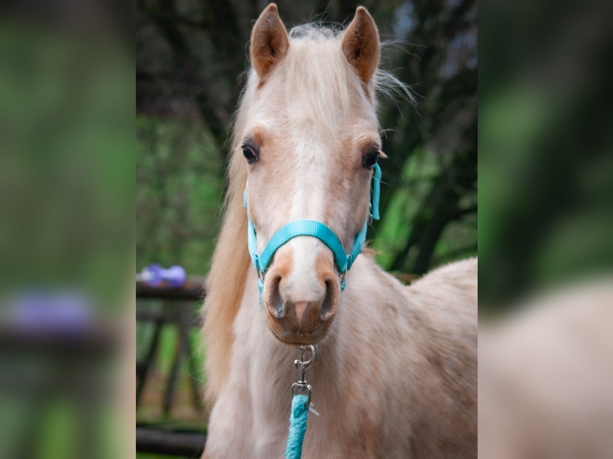 German Riding Pony Stallion 2 years 14,1 hh Palomino in Radevormwald