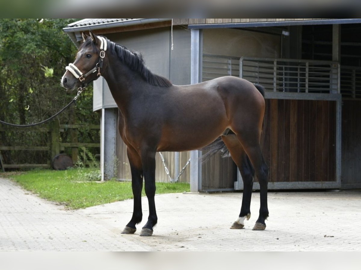 German Riding Pony Stallion 2 years 14 hh Bay-Dark in Pulheim