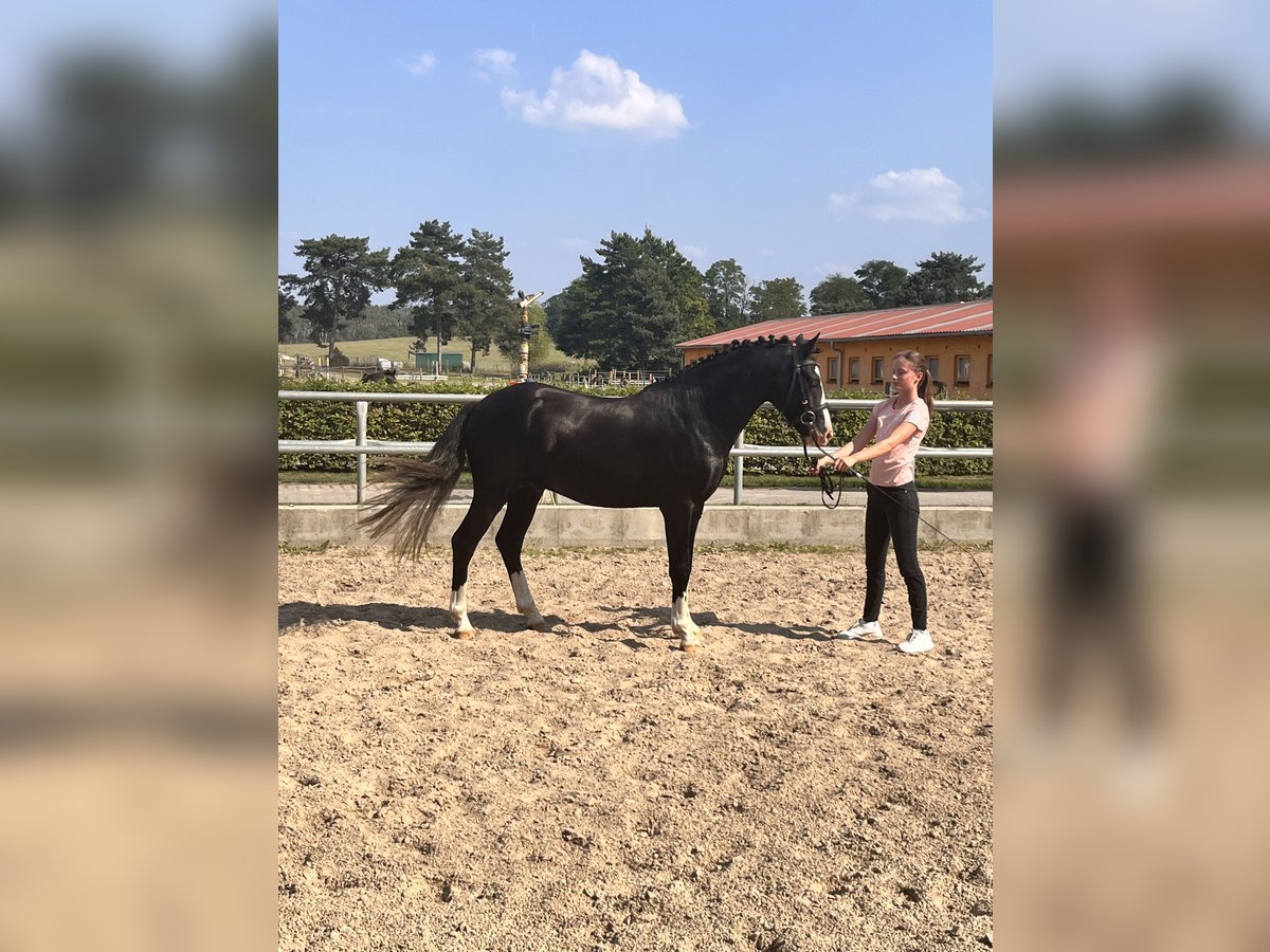 German Riding Pony Stallion 2 years 14 hh Black in Kloster Lehnin