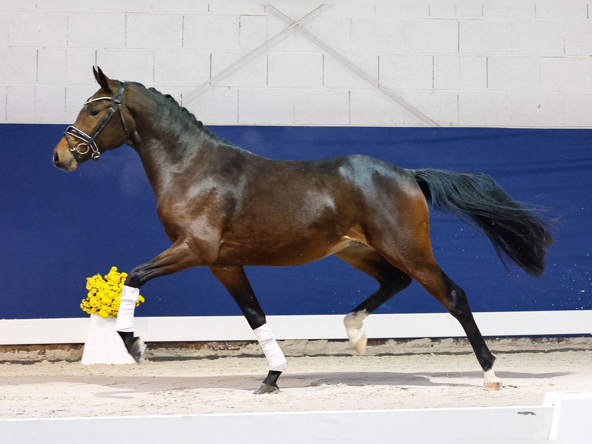 German Riding Pony Stallion 2 years 14,1 hh Bay-Dark in Marsberg