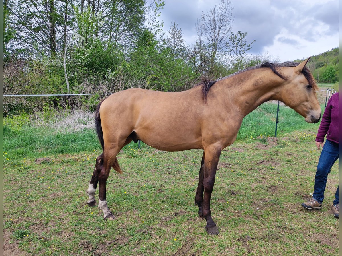 German Riding Pony Stallion 2 years 14,1 hh Buckskin in Berching