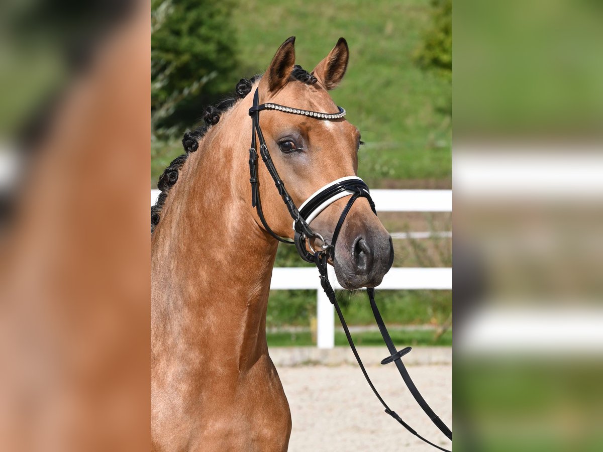 German Riding Pony Stallion 2 years 14,1 hh Buckskin in Gomadingen