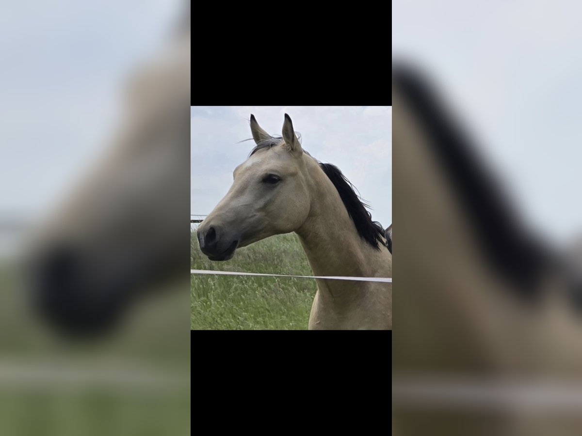 German Riding Pony Stallion 2 years 14,1 hh Buckskin in Swisttal