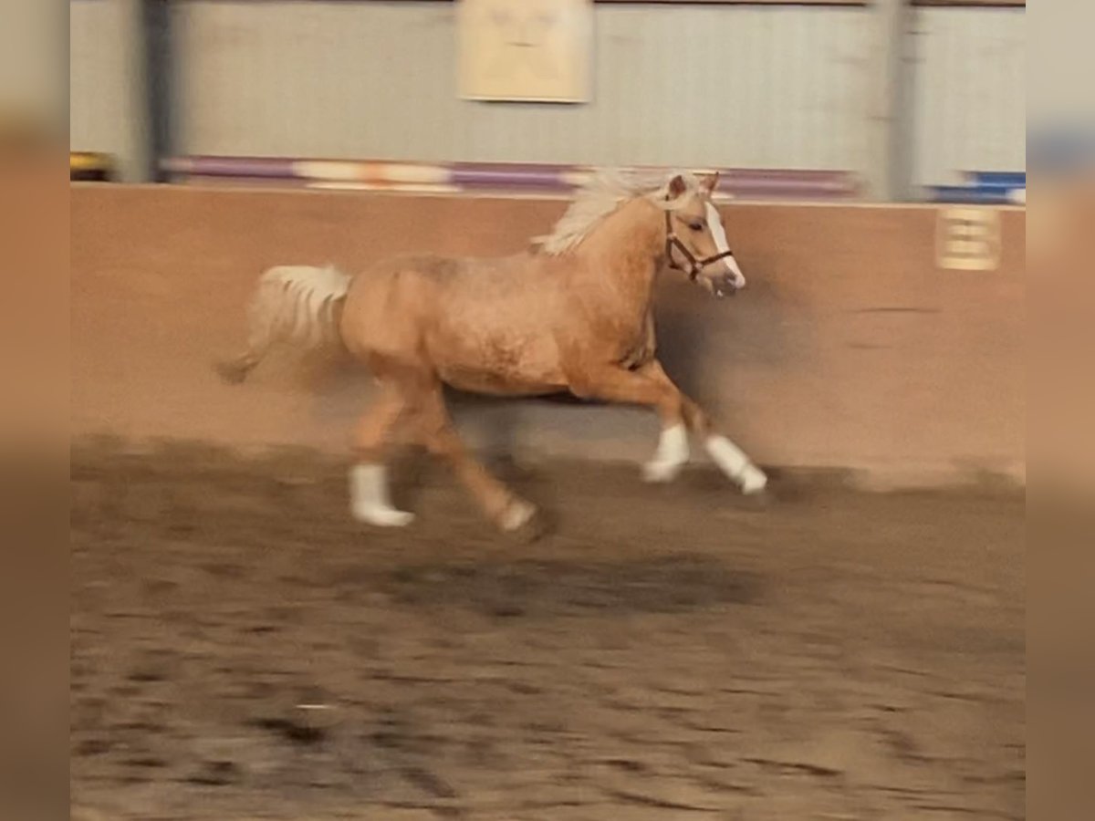 German Riding Pony Stallion 2 years 14,1 hh Palomino in Achim