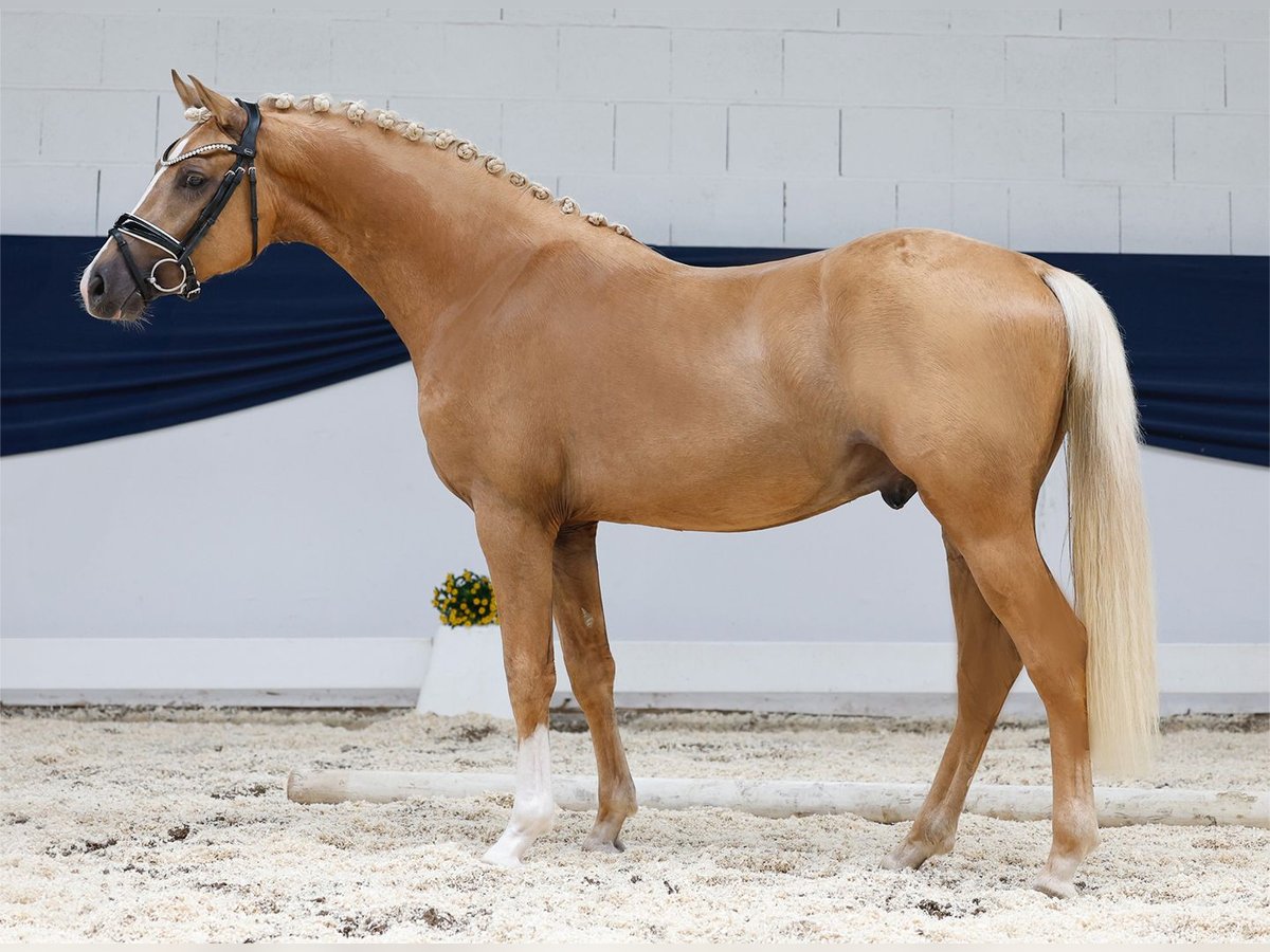 German Riding Pony Stallion 2 years 14,1 hh Palomino in Marsberg