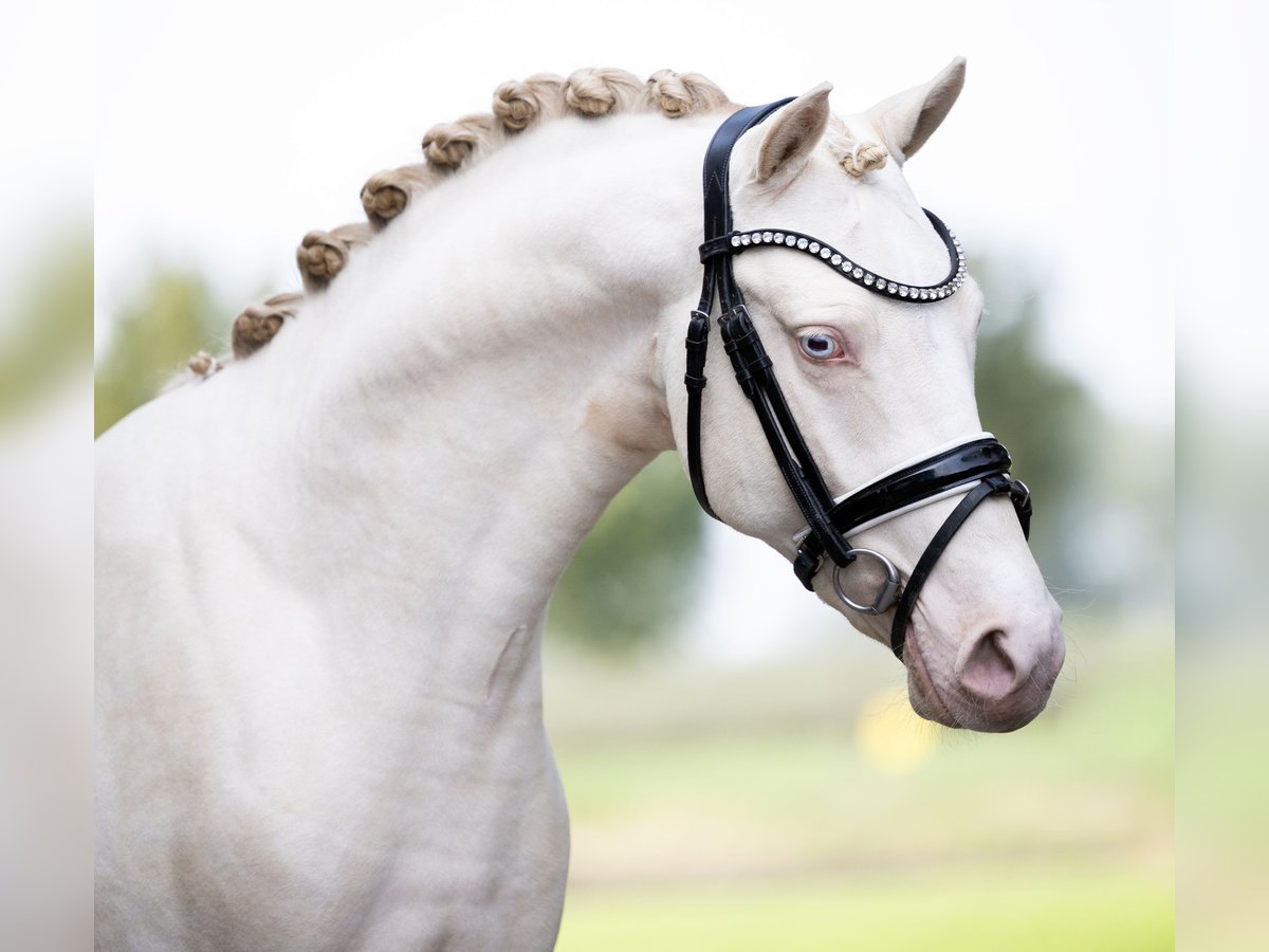 German Riding Pony Stallion 2 years 14,1 hh Perlino in Zoelen