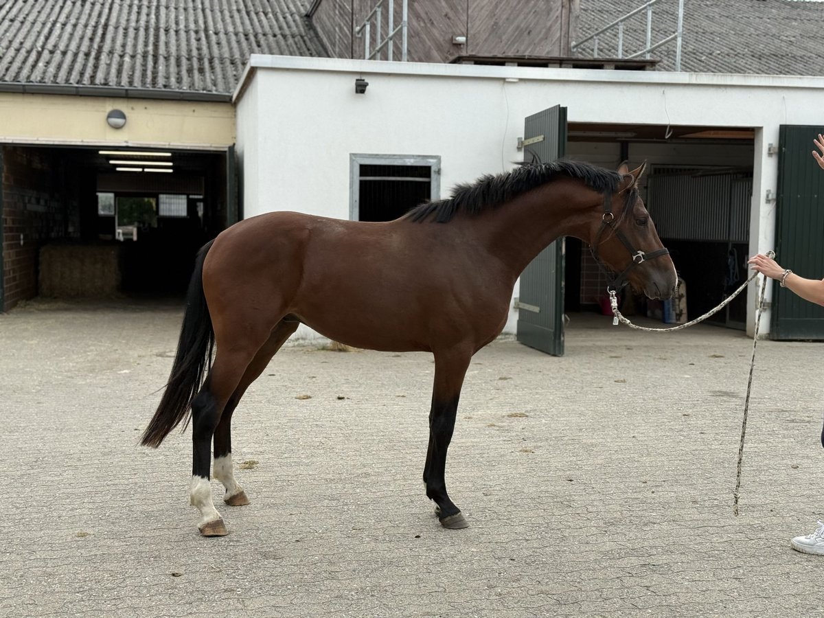German Riding Pony Stallion 2 years 14,2 hh Brown in Vettwei&#xDF;
