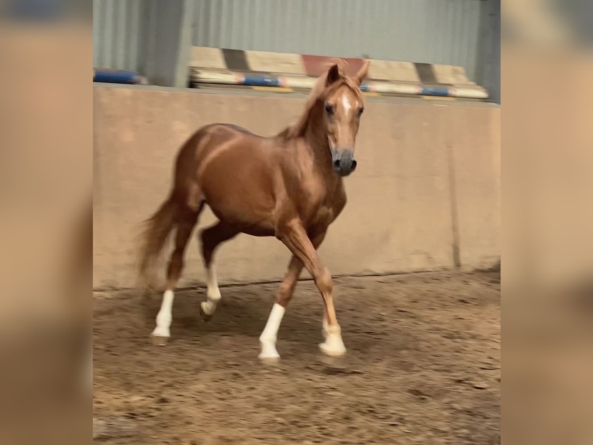 German Riding Pony Stallion 2 years 14,2 hh Chestnut-Red in Achim