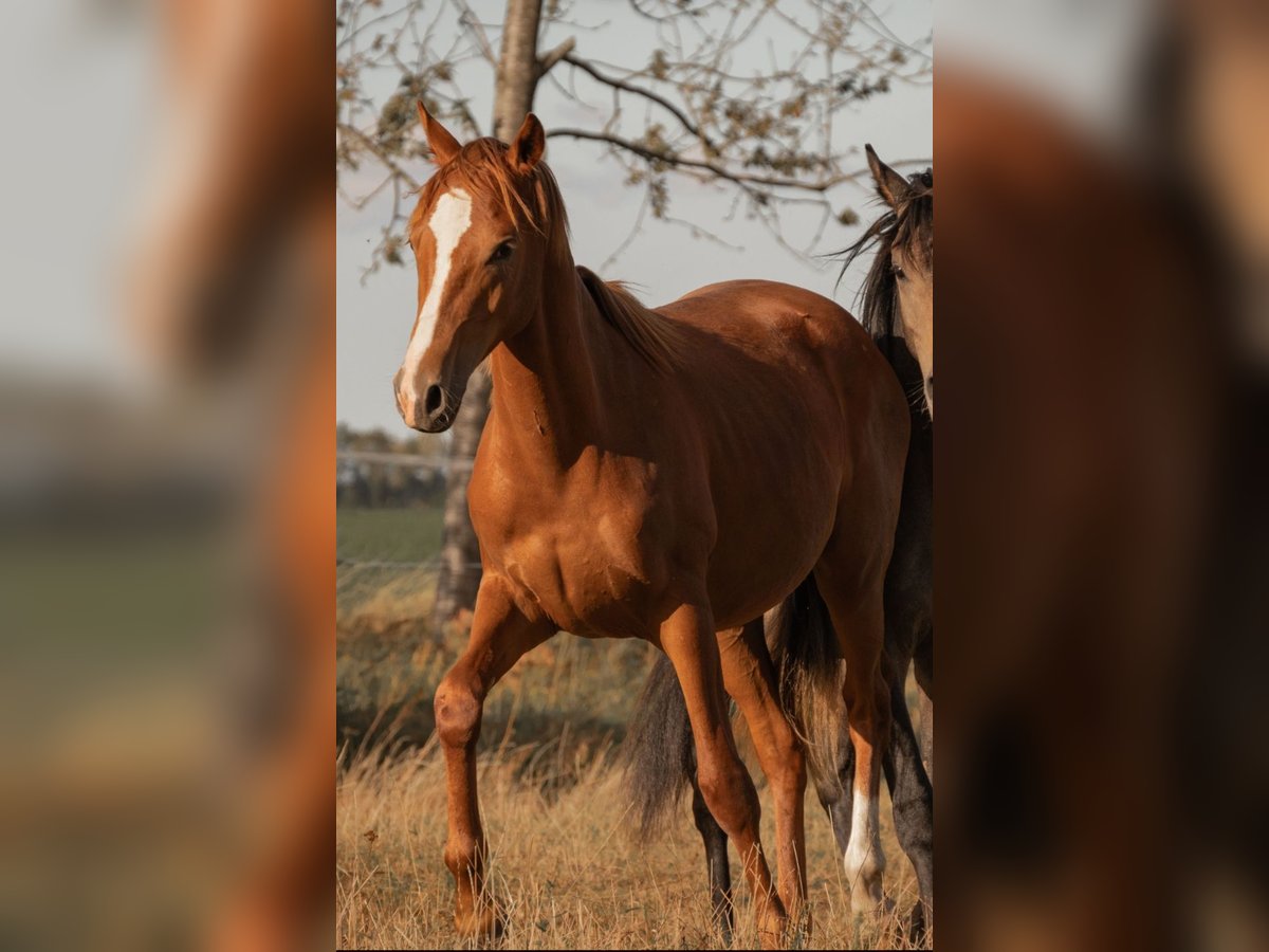 German Riding Pony Stallion 2 years 14,2 hh Chestnut-Red in Dersekow