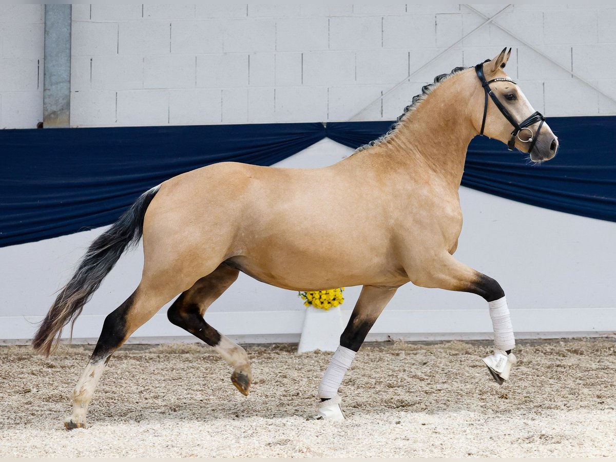 German Riding Pony Stallion 2 years 14,2 hh Dun in Marsberg