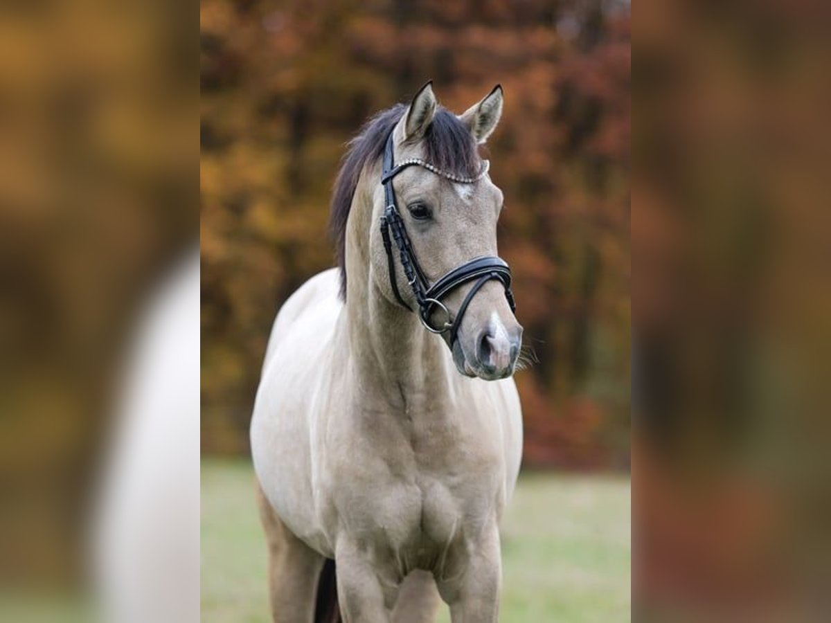 German Riding Pony Stallion 2 years 14,2 hh in P&#xF6;lzig